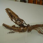Aigiallosaurus Head
