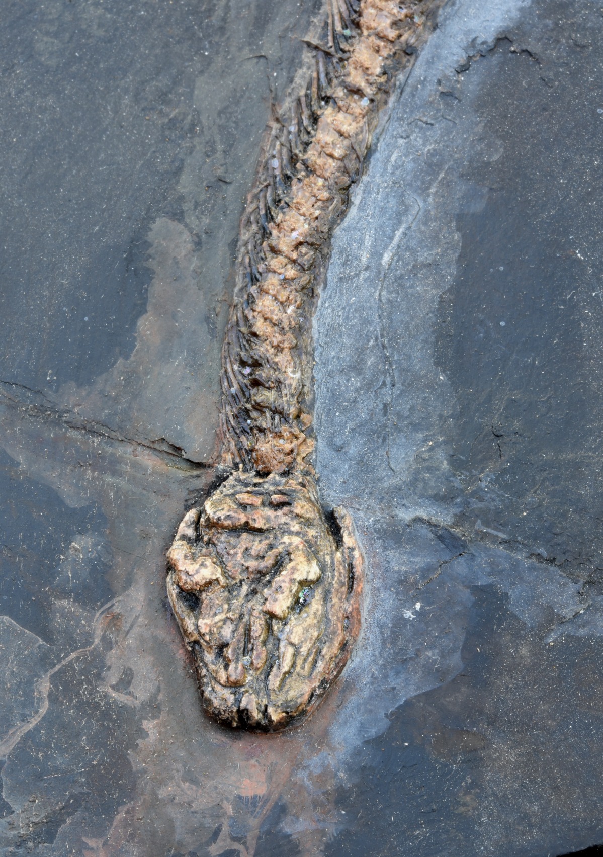 Messel Snake Head