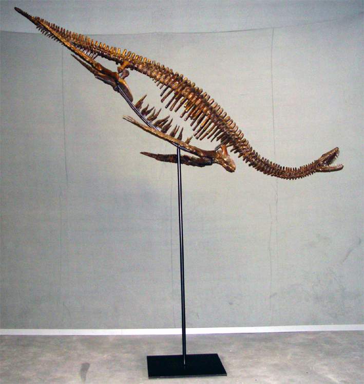 Fossil Plesiosaurus